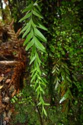 Tmesipteris elongata: aerial stem bearing undivided sterile leaves in the proximal half, and bilobed synangia on the adaxial margin of bifid sporophylls in the distal half.  
 Image: L.R. Perrie © Te Papa 2011 CC BY-NC 3.0 NZ